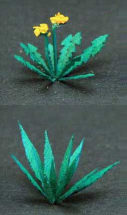 Dandelions and English Plantains- Green Line Paper Plant