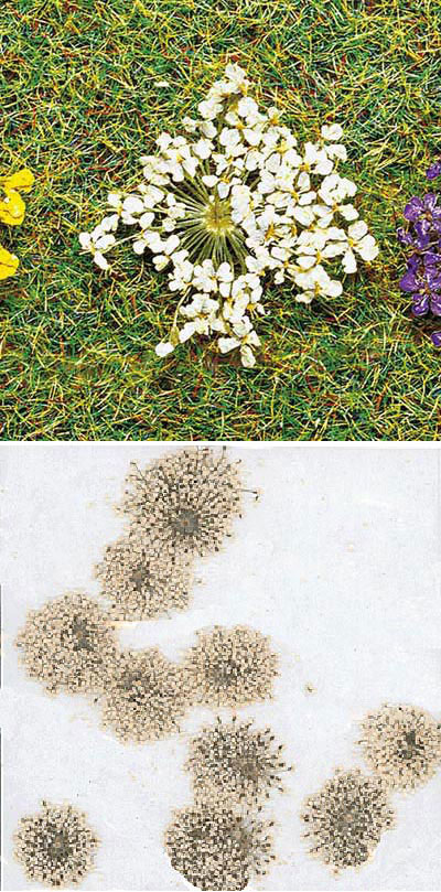 Premium Natural Blossoms