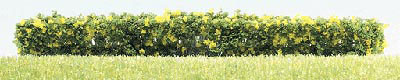 Flowering Yellow Hedges