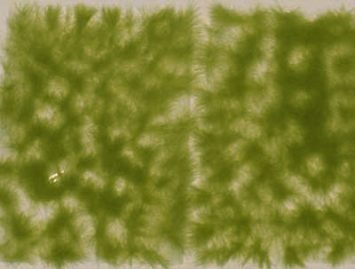 Green Grass Tuffs