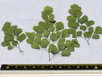 Big Green Leaves