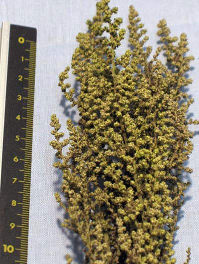 Shrubs #1