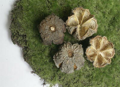 Brown Basic Nuts - ONLY 2 AVAILABLE