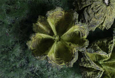 Green Basic Nuts