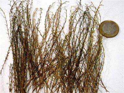 Long Grass/Reeds