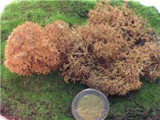 Basic Brown Moss