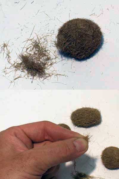 Wild Brown Grass