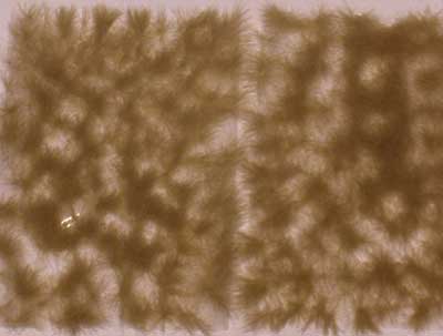 Brown Grass Tuffs