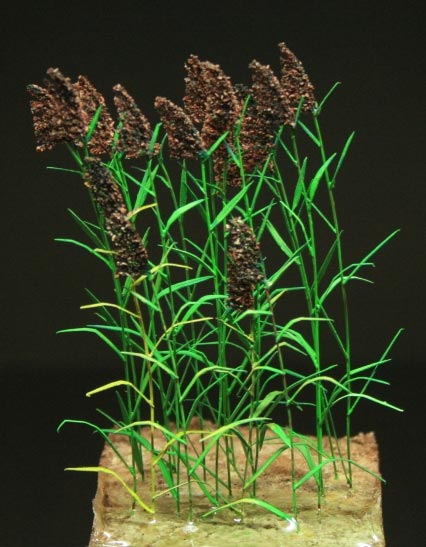 Reed Plants- Green Line Paper Plant