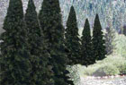 Terrain and Landscaping- Ready Made Trees and Foliage