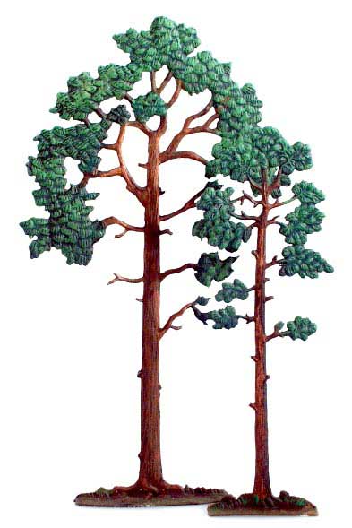 Jack Pines
