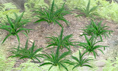 Ferns - Largel (9 per pkg)
