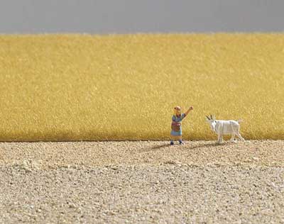 Ochre Field Grass