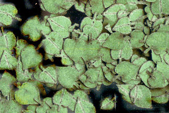 Linden Leaves, Green 