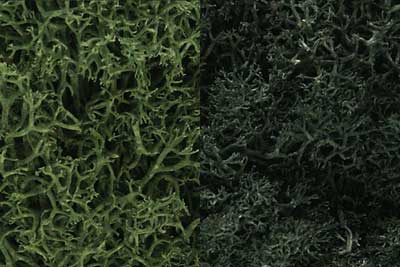 Lichen - Dark Green Mix