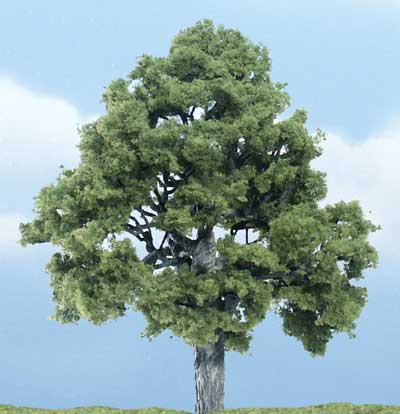 Trees - Premium Beech