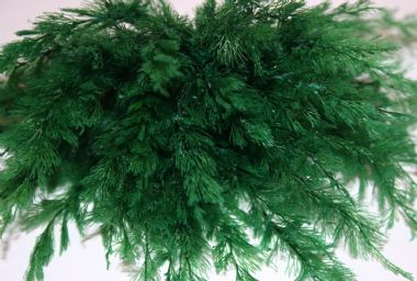 Fine Green Weeds