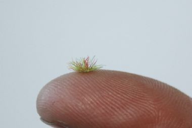 Green Grass Tufts 2mm