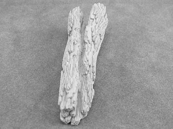 Fallen Dead Tree #4