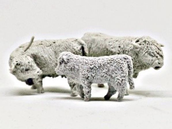 Scottish Highland Cattle 1