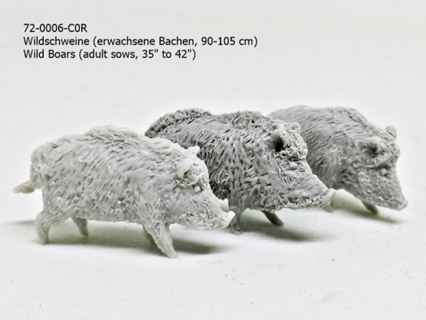 Wild Boars - Adult Sows