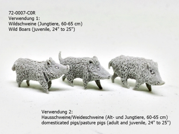Wild Boars  - Juvenile Domesticated Pigs