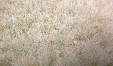 Winter Coloured Grass Tufts
