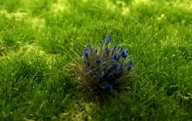 Blue Flowering Tufts