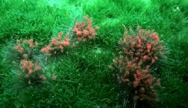 Orange Flowering Tufts