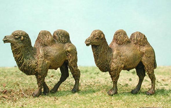 Camels
