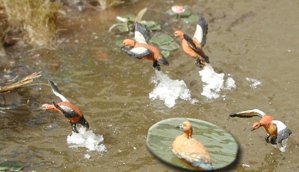 Flying & Swimming Ducks