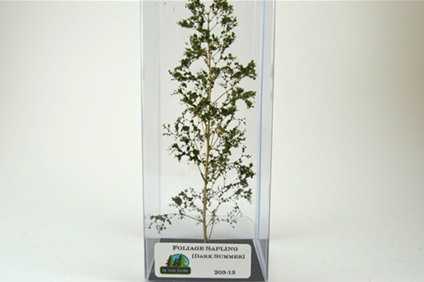 Saplings Dark Summer 5- 6in