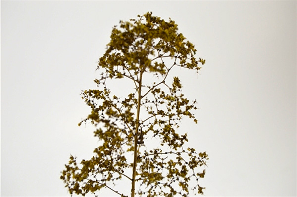 Saplings Autumn 5-6in