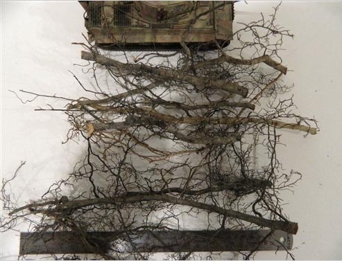 Root Material (non-preserved)