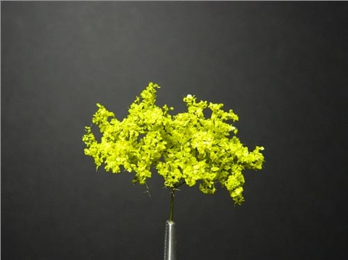 Scenic Shrubs Bright Spring Green
