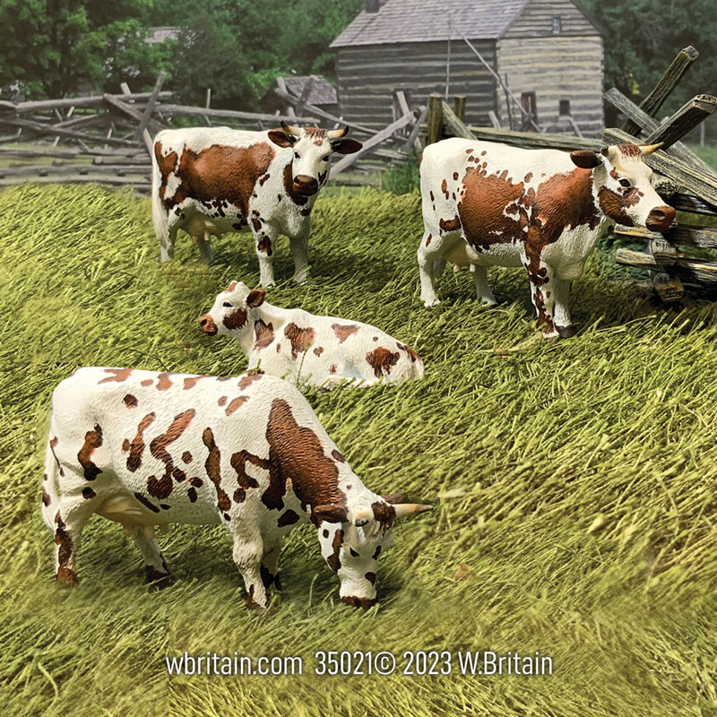 Brown Randall Lineback Cows