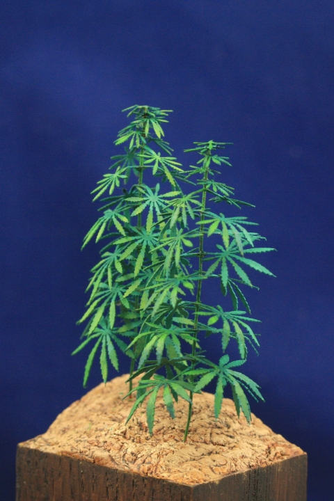 Hemp Plants- Cannabis Plants- Green Line Paper Plant