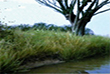 Wild Swan Publications